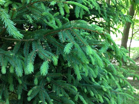 Roots And Shoots Diagnosing What Ails A Norway Spruce The Current