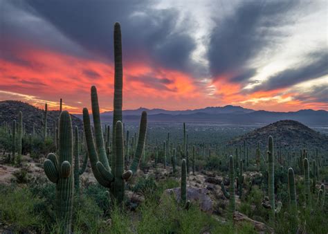 Saguaro Sunset Saguaro National Park Tuscon Arizona Craig Goodwin