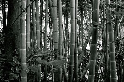 Photo Of The Day Black And White Bamboo