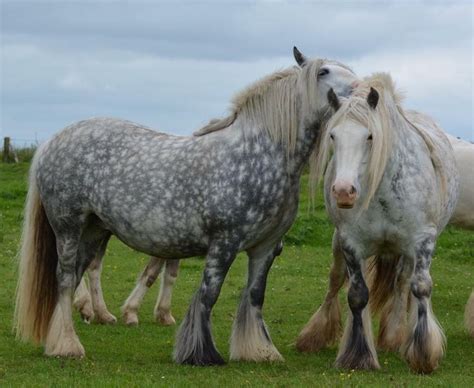 Pin By Litsa Larson On Large Horses Brindle Horse Percheron Horses