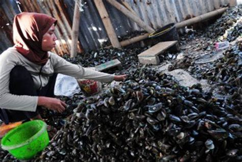 Tangerang Larang Budidaya Kerang Hijau Republika Online