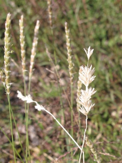 Galleta Grass Seed