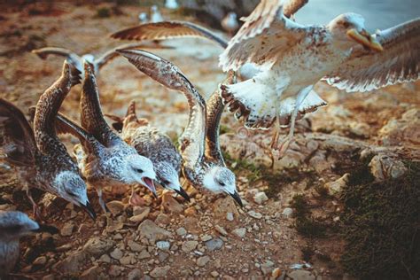 Seagulls Eating Salmon Fishes Swimming Up the River Stock Photo - Image ...