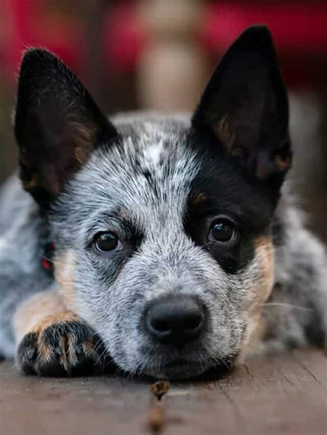 Blue Heeler Mixes: 11 Adorable Pups You Need To See - PupVine