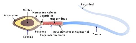 Espermatoz Ide Reprodu O E Embriologia Infoescola