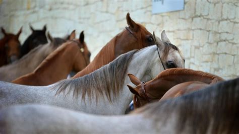 Encefalitis Equina Del Oeste En Argentina Cu L Es El Riesgo Para Los