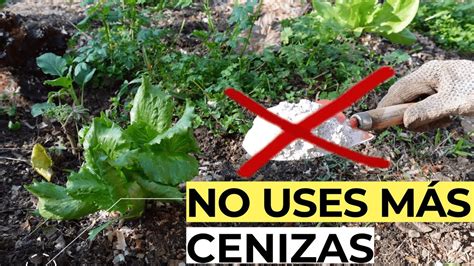 Qué pasa si le hecho ceniza a las plantas 7 consecuencias de echar