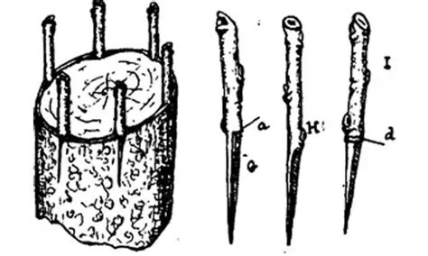 Injertos De P A O Estaquilla Reproducci N Por Injertos