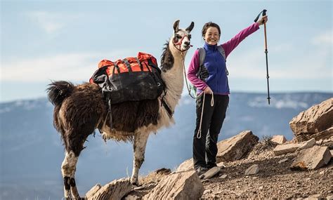 Wilderness Ridge Trail Llamas Wilderness Ridge Trail Llamas Groupon