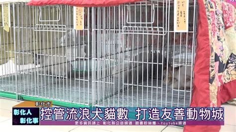 109 07 04 流浪犬貓tnvr 捕捉、絕育、疫苗、回置 109 07 04 流浪犬貓tnvr 捕捉、絕育、疫苗、回置 Youtu Be L49lx2qul Y