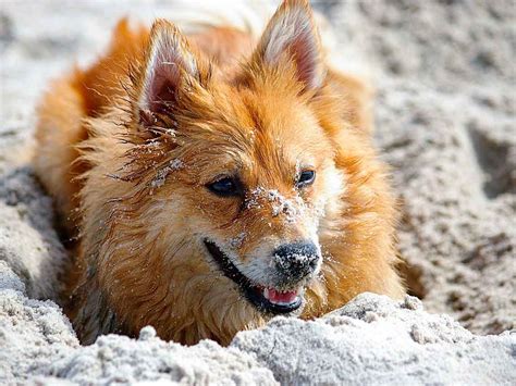 Playas Para Perros En México ¡donde Puedes Llevar Al Gato