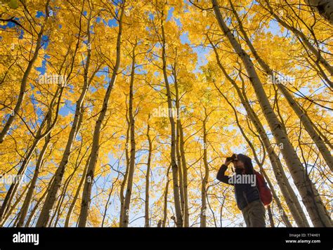 Hiker Bird Watching In Autumn With Golden Foliage On The Aspen Trees