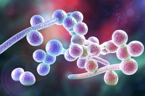 BACILLUS COAGULANS AND IBS