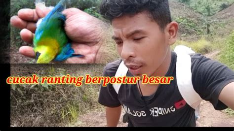 Mikat Burung Cucak Ijodi Hutan Sumatra Youtube