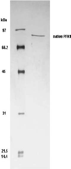 Sds Page Of The Native Pfk Enzyme Purified To Near Homogeneity In The