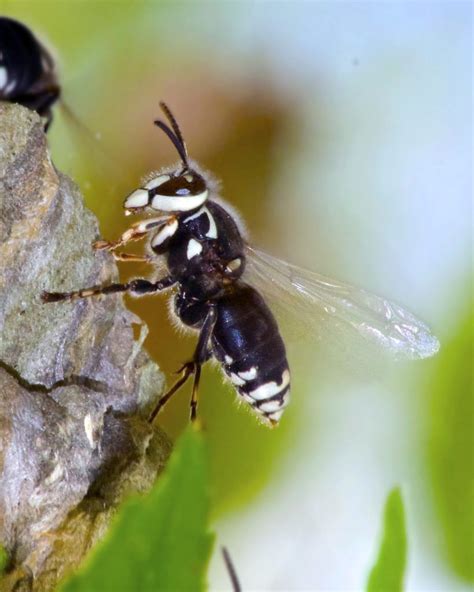 Hornet Nest Removal Tips and Information - Insight Pest Solutions