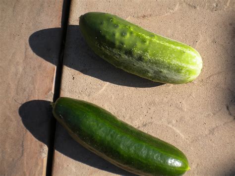 Tending The Veggies . . .: Dill Pickles