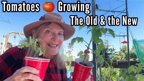 Tomatoes How To Propagate A Tomato Plant For Free Plants 🍅 Update 🍅 And Seeds Growing For The