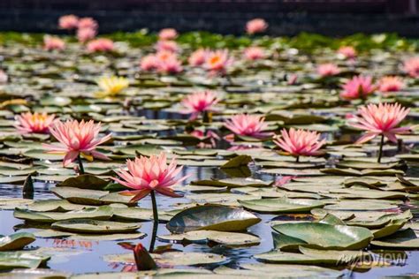 Lotus At Maya Devi Temple The Birth Place Of Lord Gautam Buddha Posters