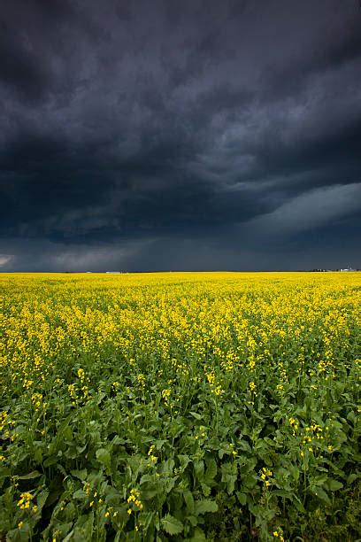 Thunder Flower Stock Photos Pictures And Royalty Free Images Istock