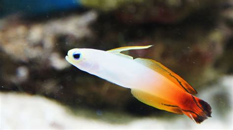 Saltwater Reef Aquarium Fish Types 20 Best Fish For Nano Reef Tanks!