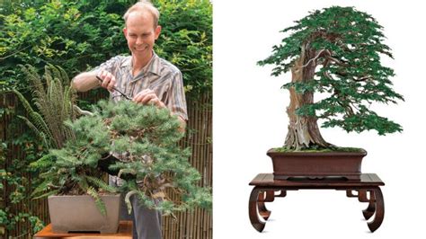 Bonsai stands, inspired by nature - FineWoodworking