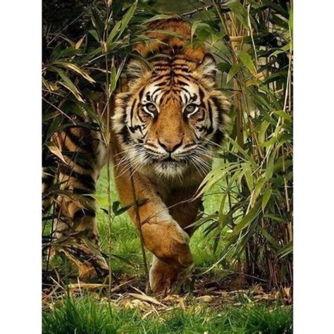 Pi Ces Art Tigre De La For T Puzzle Enfant Puzzle Adulte