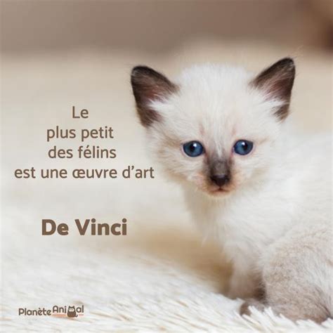 Citations De Chat Mignon