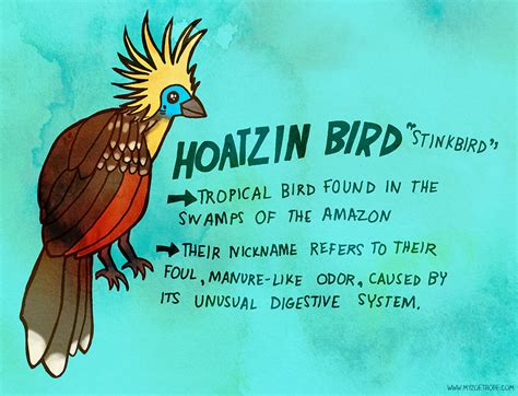 My Zoetrope: 122: Hoatzin Bird