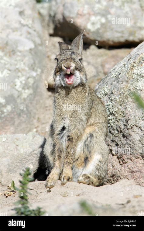 Yawning Baby Bunny