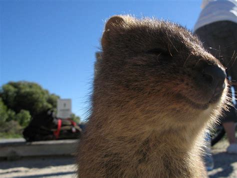 Quokka Wallpapers Top Free Quokka Backgrounds Wallpaperaccess