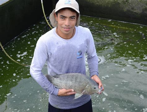 El 25 De La Tilapia Que Se Produce En América Latina Es Mexicana