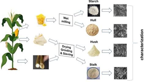 Extraction And Preparation Of Corn Biomass Download Scientific Diagram