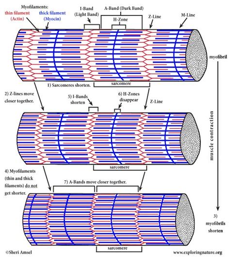 Sarcomere Contraction