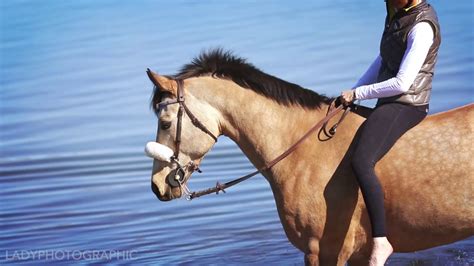 Horses On The Beach Fiesta Island Youtube