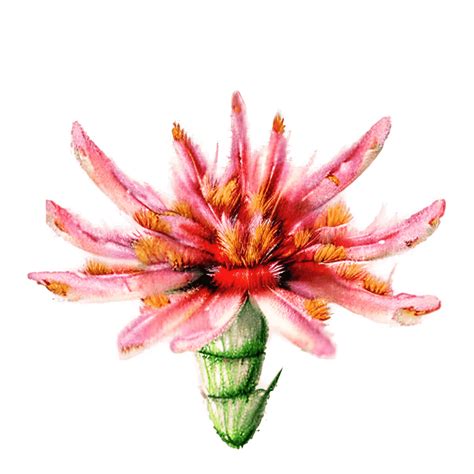 Realistic Watercolor Indian Paintbrush In Grass Creative Fabrica