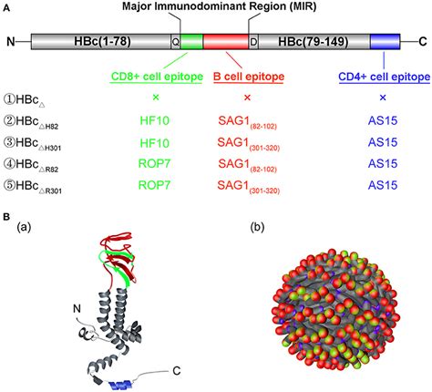 Frontiers Immunogenicity Of A Virus Like Particle Vaccine Containing