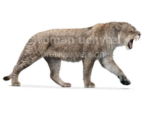 Panthera spelaea (white background) Megafauna, Black Lion, Exotic Shorthair, Paleo Art, Extinct ...