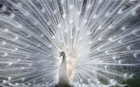 White Peacock Wallpapers - Wallpaper Cave