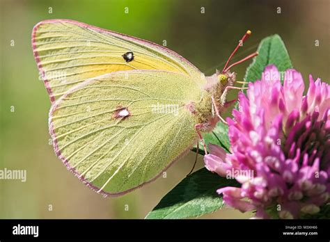 Closeup Of A Giant Sulphur Butterfly On Clover Stock Photo Alamy