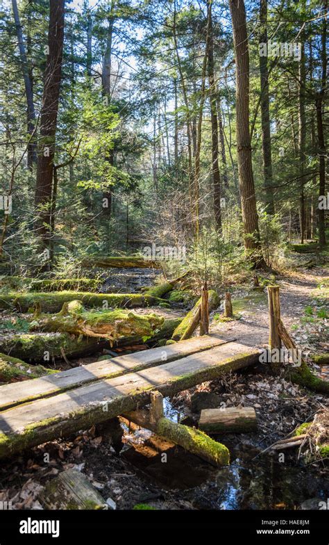 Allegheny National Forest Stock Photo Alamy