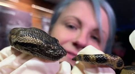 Virgin Anaconda At Boston Aquarium Has Babies New York Daily News