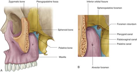 Pterygopalatine Fossa Flashcards Quizlet