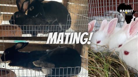 Mating Rabbits How To Breed Rabbits Successful Rabbit Breeding