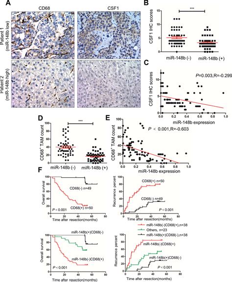 The Relationship Between Mir 148b And Csf1 Expression And Tam