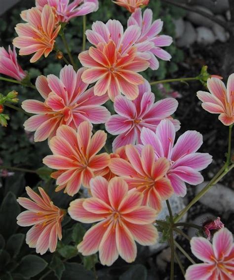 10 Piante Da Balcone Perenni