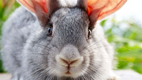 Download Two Adorable Bunny Rabbits Enjoying The Sunshine Wallpaper