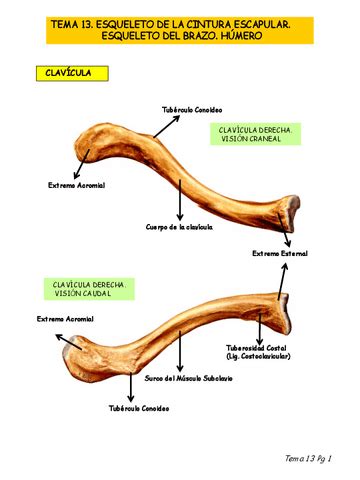 Laminas Miembro Superior Examen Pdf