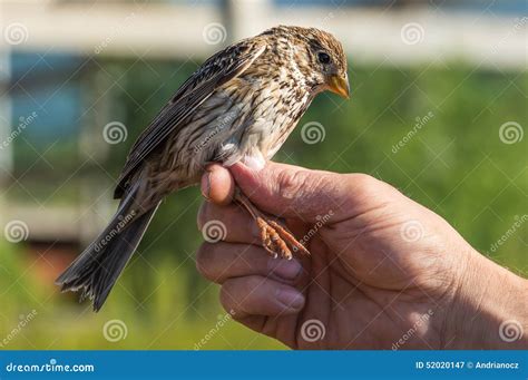 Ornithologist Examines Bird Stock Image - Image of wild, macedonia ...