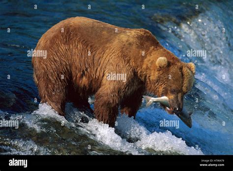 Grizzly Bear Ursus Arctos Horribilis Fishing For Salmon Brooks River